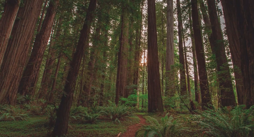 Timelapse - Redwood National Park in 8k
