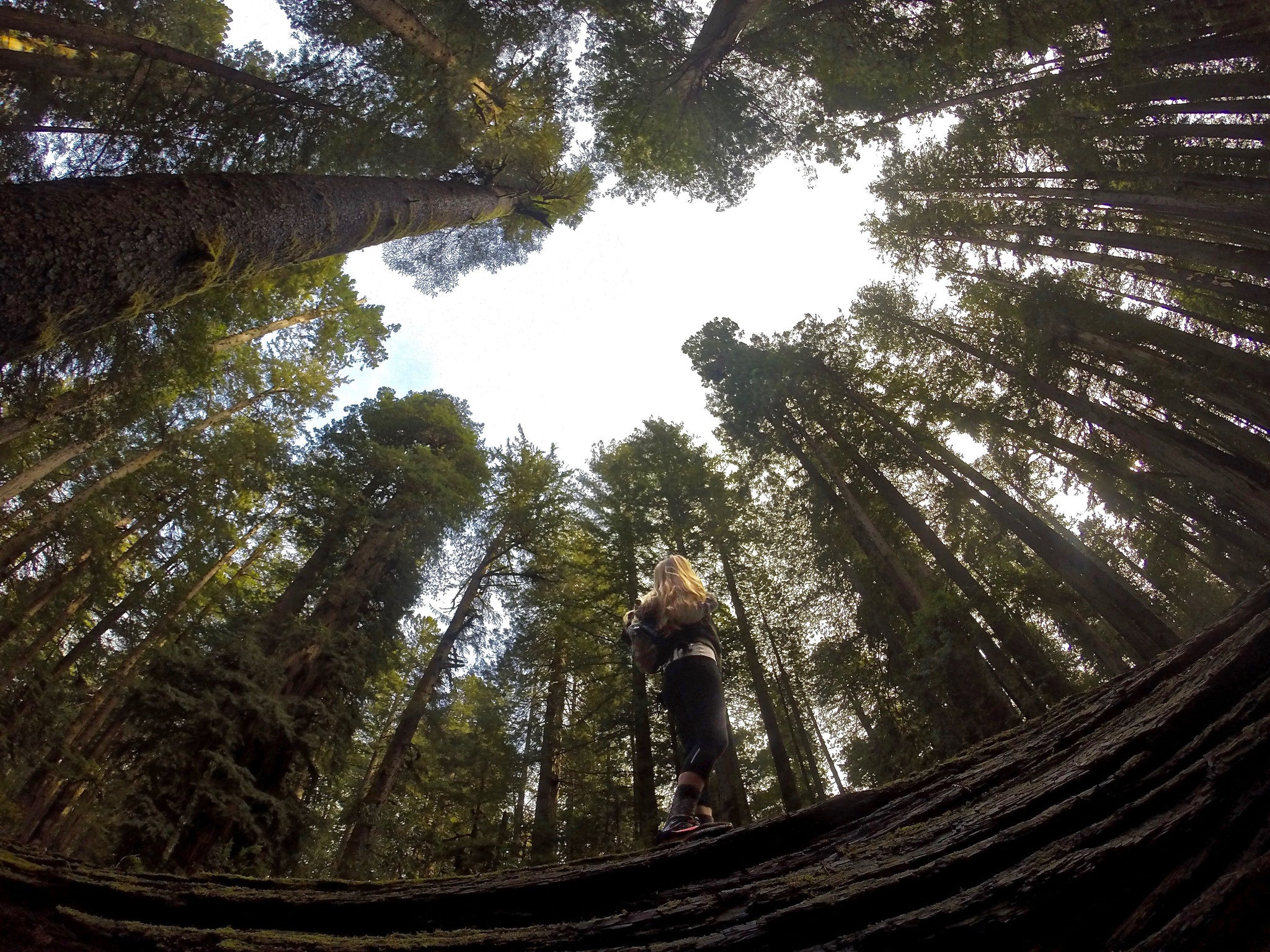 Redwood National Park